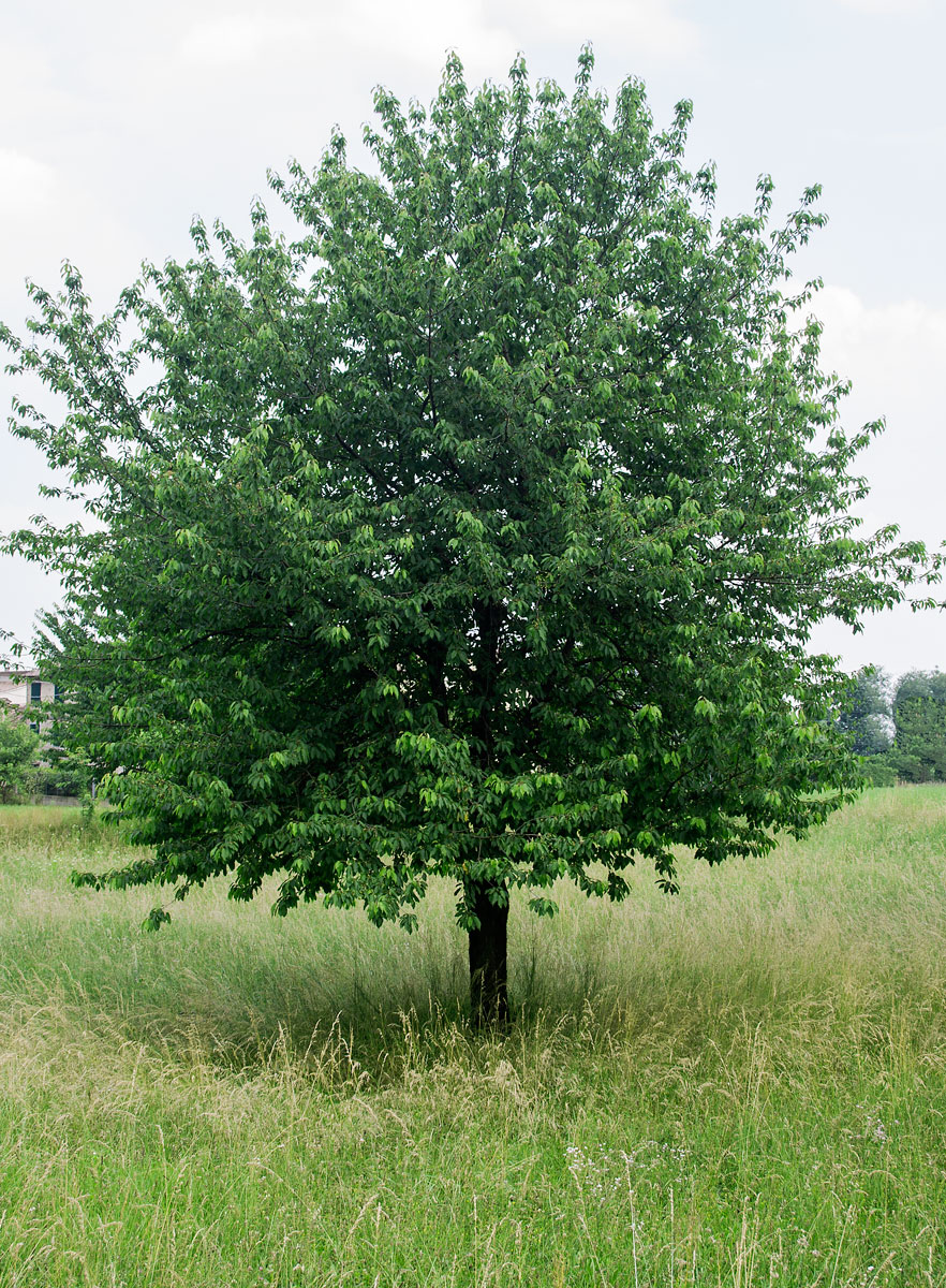 Черешня Валерий Чкалов размер взрослого дерева
